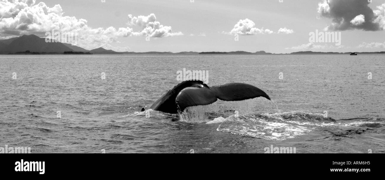 Baleine à bosse Alaska États-Unis Banque D'Images