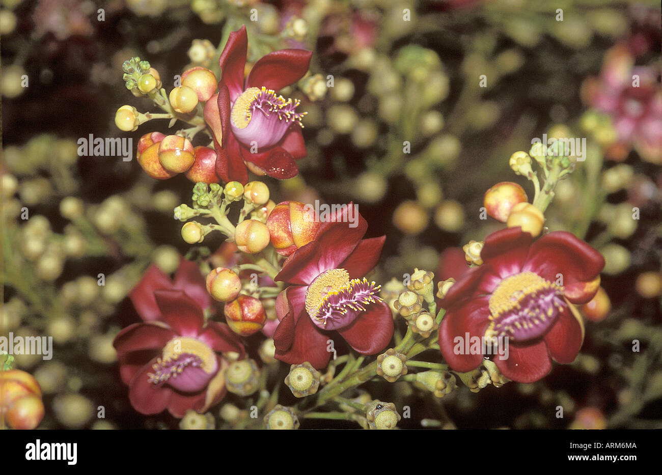 Cauropita guanensis fleur101122 RRJ Kailaspati ou Canon Ball Bombay Mumbai Maharashtra Inde Banque D'Images