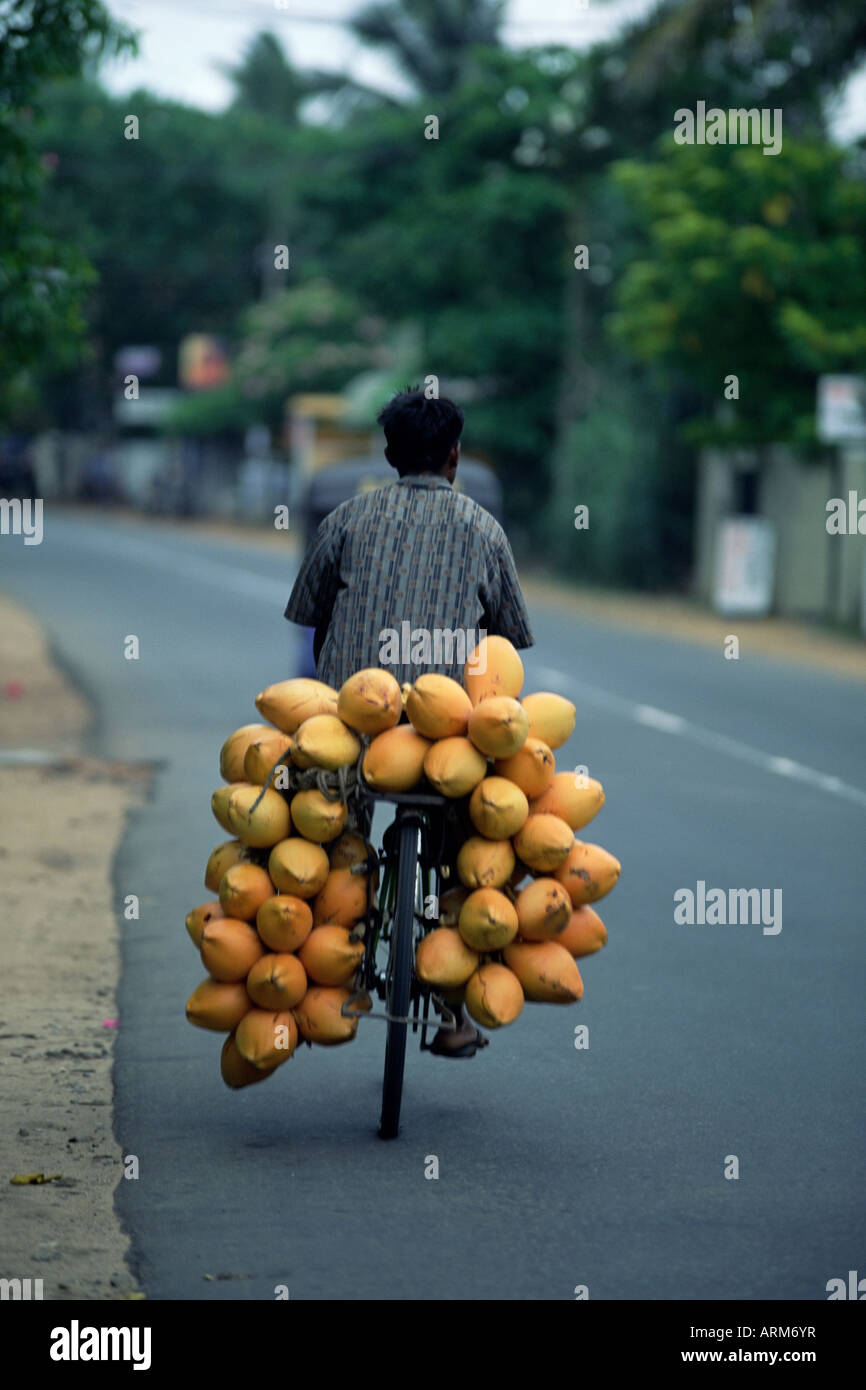 Homme portant des noix de coco sur l'arrière de son vélo, le Sri Lanka, l'Asie Banque D'Images
