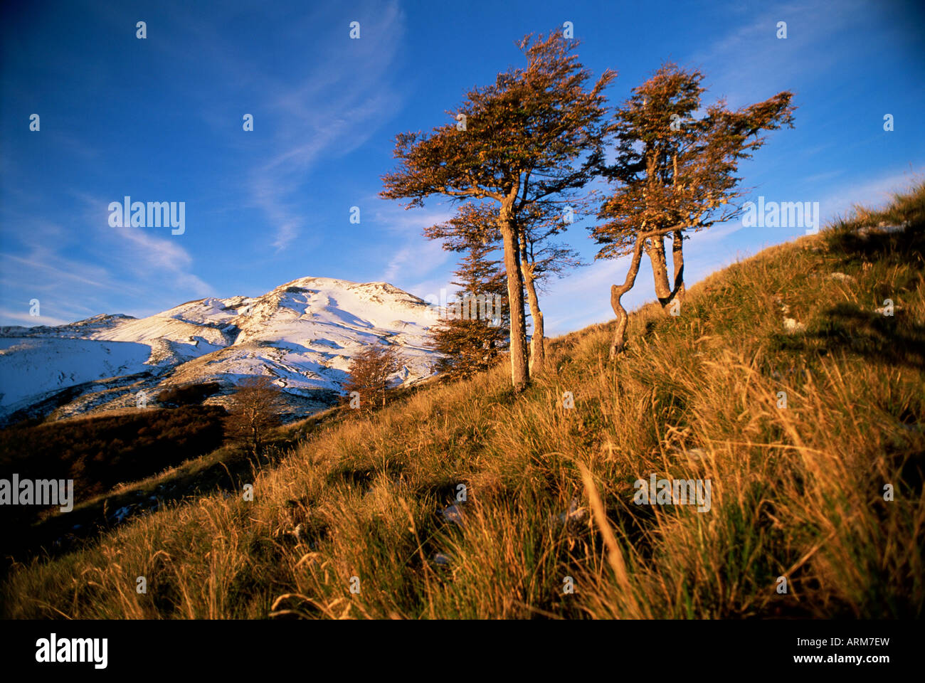 Volcan et le vent a balayé les arbres, Lake District, le parc national de Puyehue, le sud du Chili, Chili, Amérique du Sud Banque D'Images