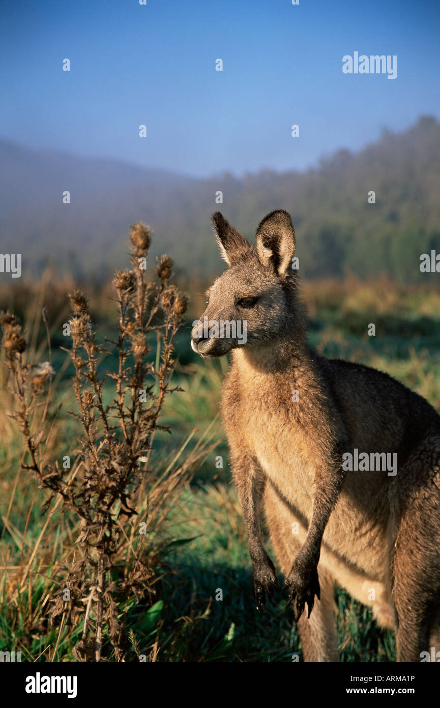 Kangourou gris de l'Est, New South Wales, Australie, Pacifique Banque D'Images