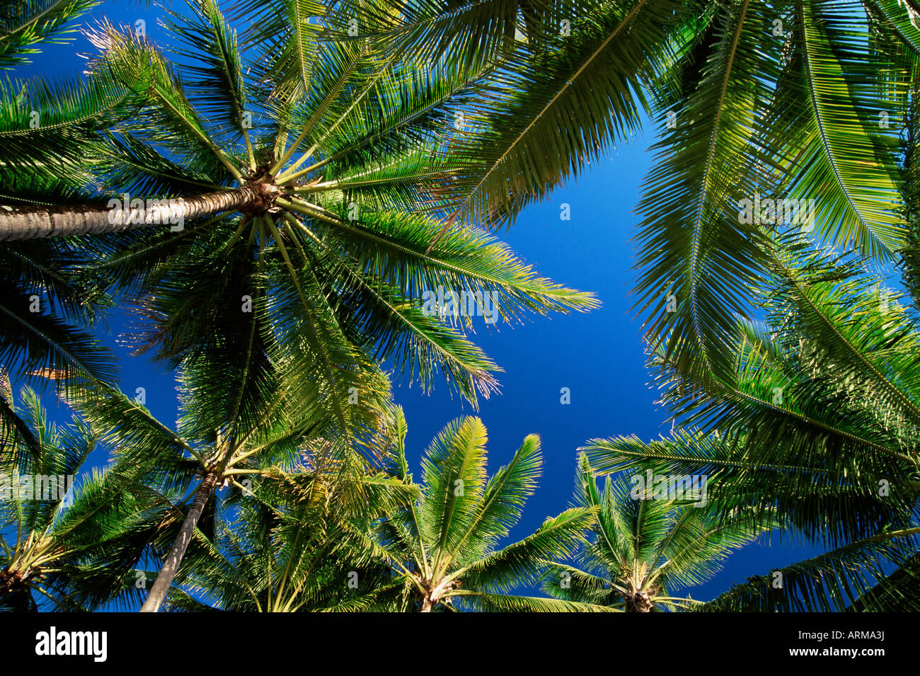 Palmiers, Palm Cove, Queensland, Australie, Pacifique Banque D'Images