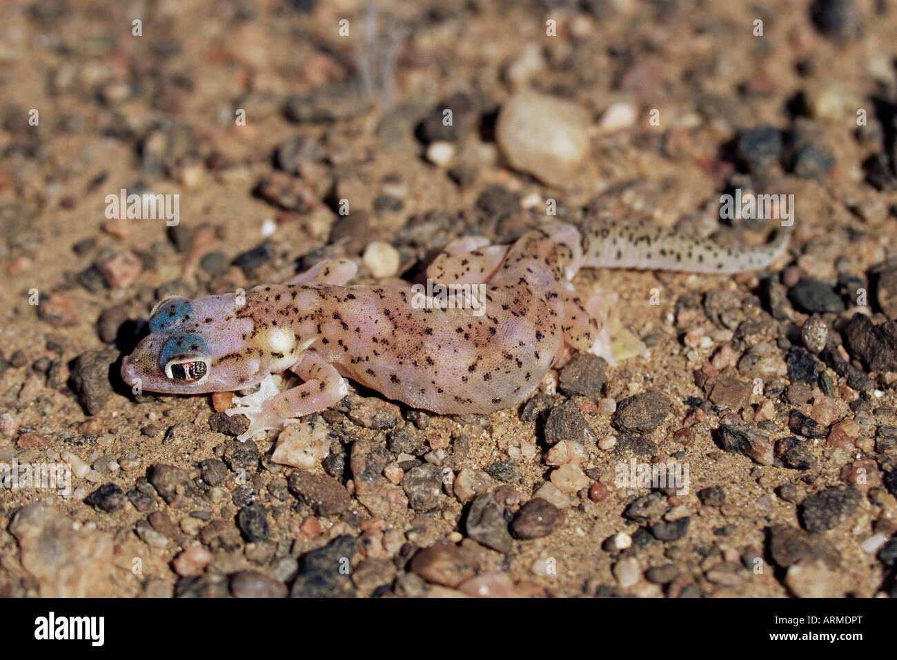 Les putois Web gecko (Palmotogecko rangei), Skeleton Coast, Namibie, Afrique Banque D'Images