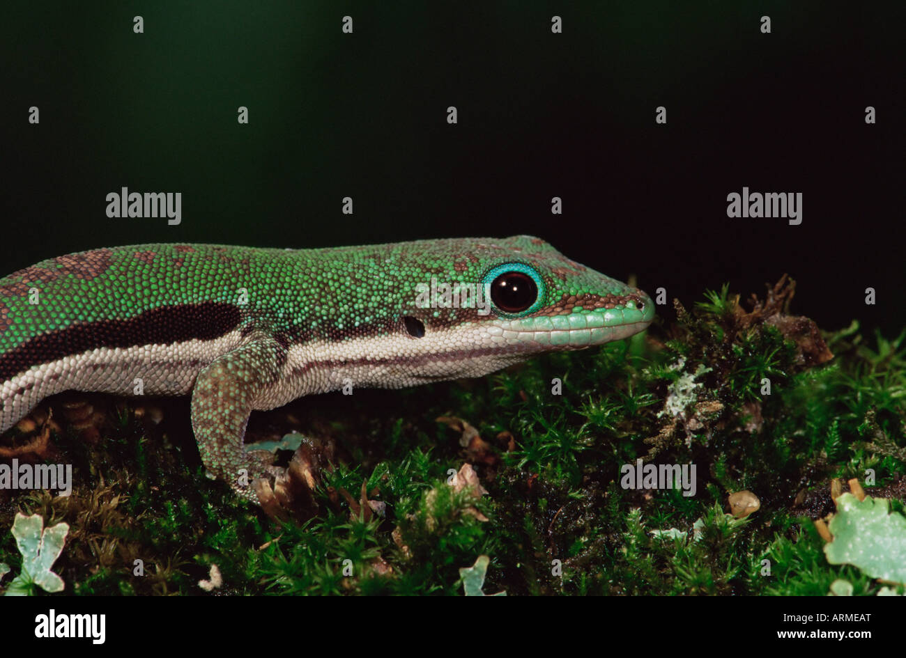 Jour bordée (gecko Phelsuma lineata), en captivité, de Madagascar, de l'Afrique Banque D'Images