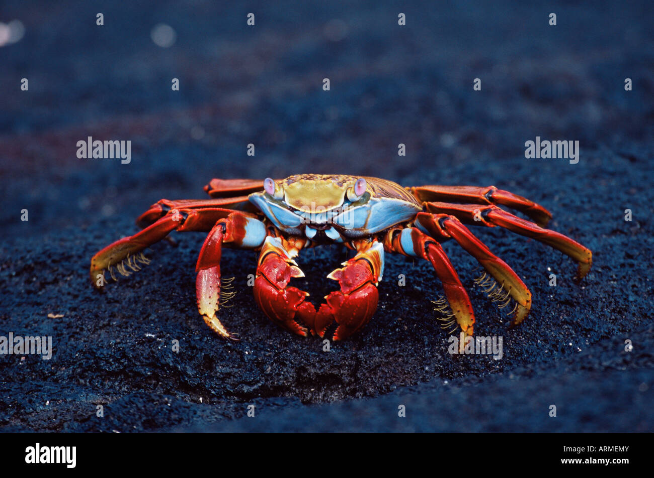 Sally Lightfoot crab (Grapsus grapsus), l'île de Fernandina, îles Galapagos, Equateur, Amérique du Sud Banque D'Images