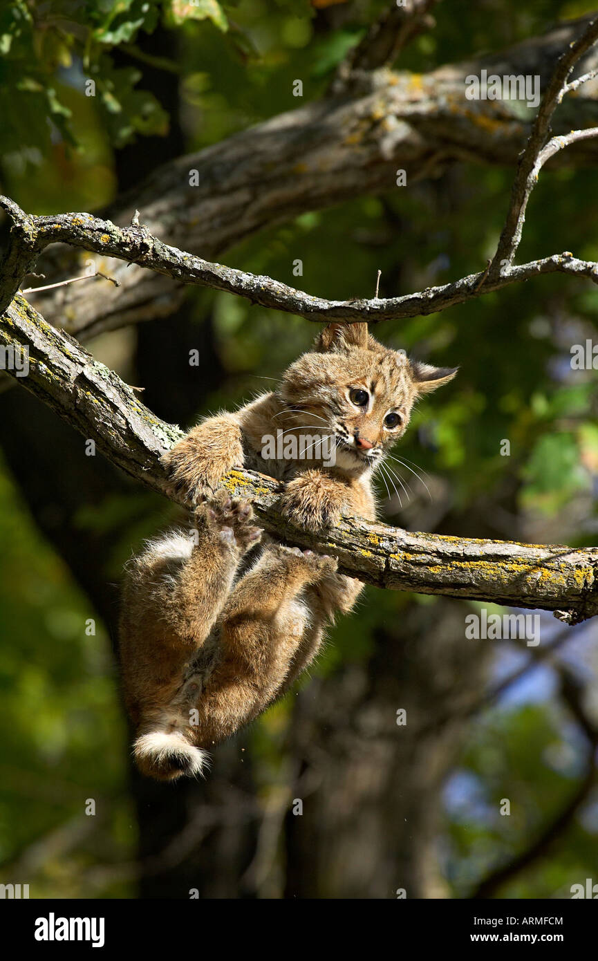 Les jeunes lynx roux (Lynx rufus) accroché à une branche, Minnesota, de grès, de connexion de la faune au Minnesota, USA, Amérique du Nord Banque D'Images