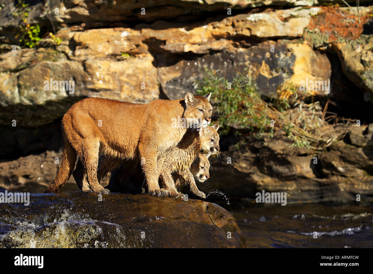 Mountain lion captif d'une mère et de deux oursons (Cougar) (Felis concolor) debout sur un rocher dans une rivière, Grès, Minnesota, USA Banque D'Images