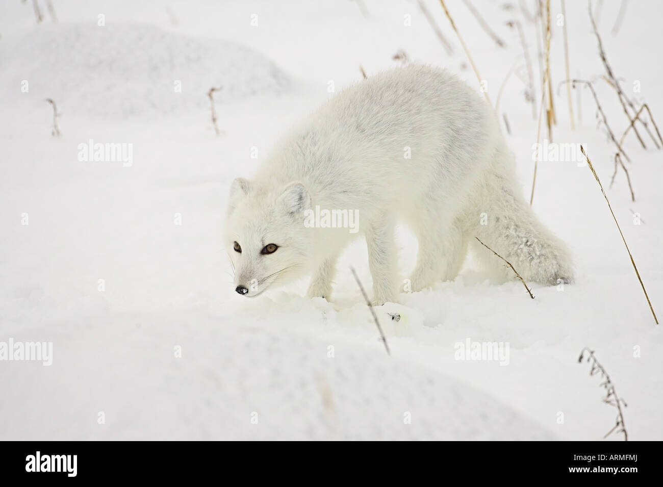 Le renard arctique (Alopex lagopus) dans la neige, Churchill, Manitoba, Canada, Amérique du Nord Banque D'Images