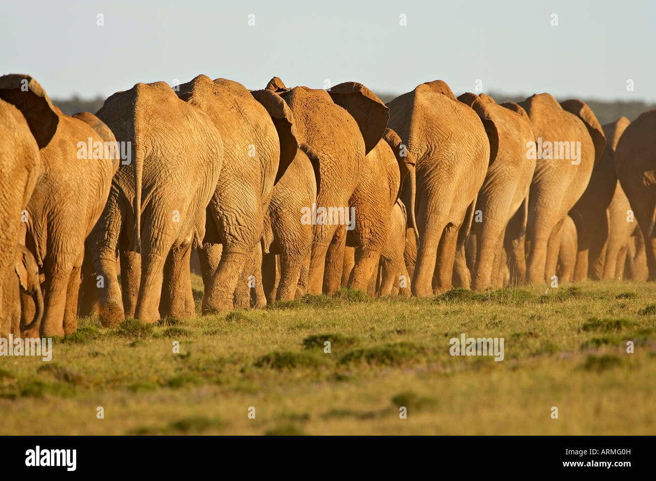 La ligne des éléphants d'Afrique (Loxodonta africana), l'Addo Elephant National Park, Afrique du Sud, l'Afrique Banque D'Images