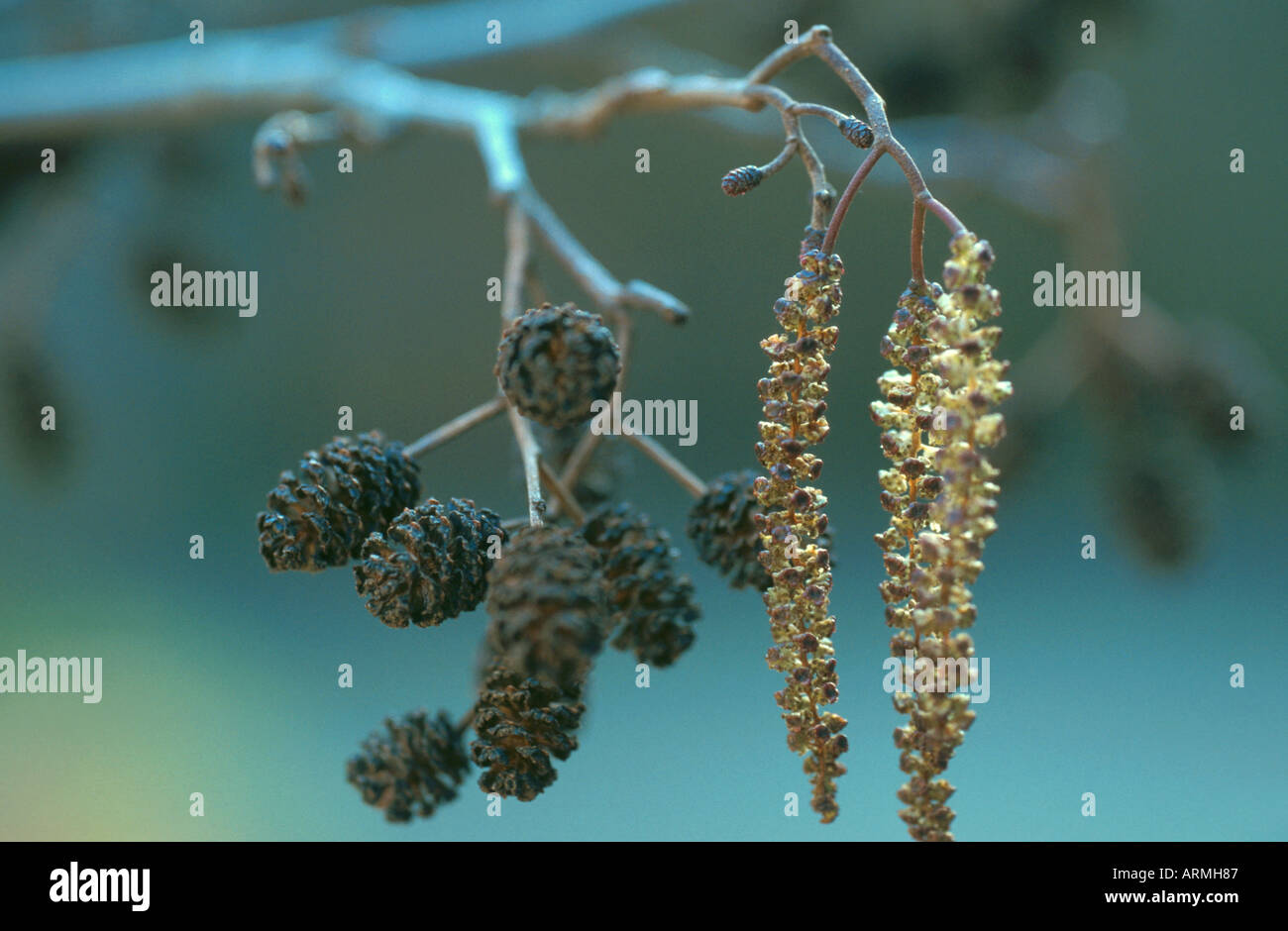 Pin noir d'Europe, l'aulne (Alnus glutinosa), cônes matures et de chatons mâles Banque D'Images