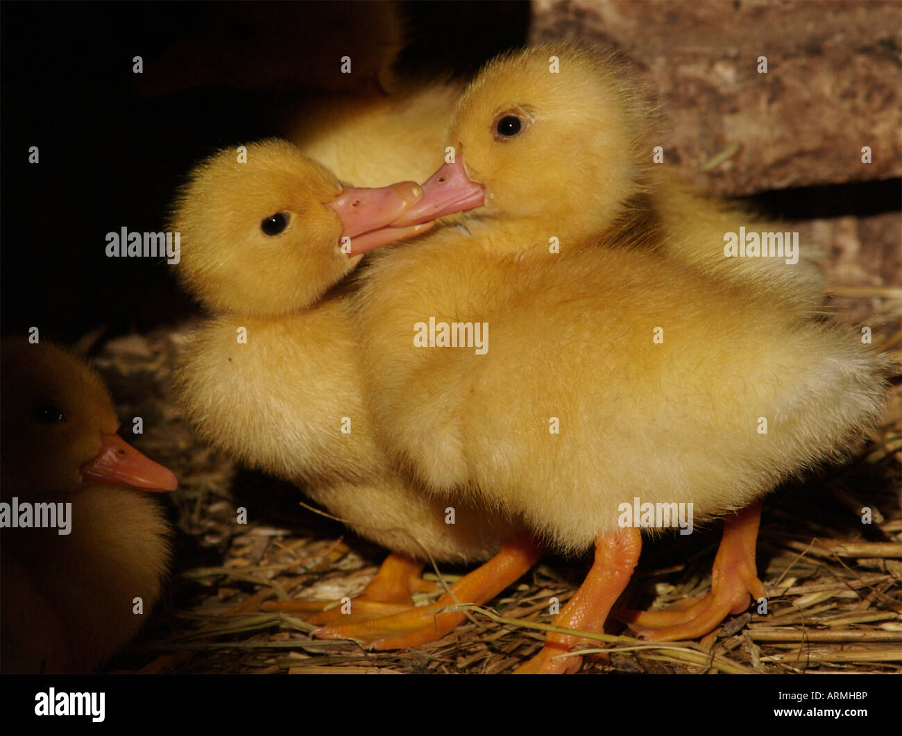 Canards bébé bisous Banque D'Images