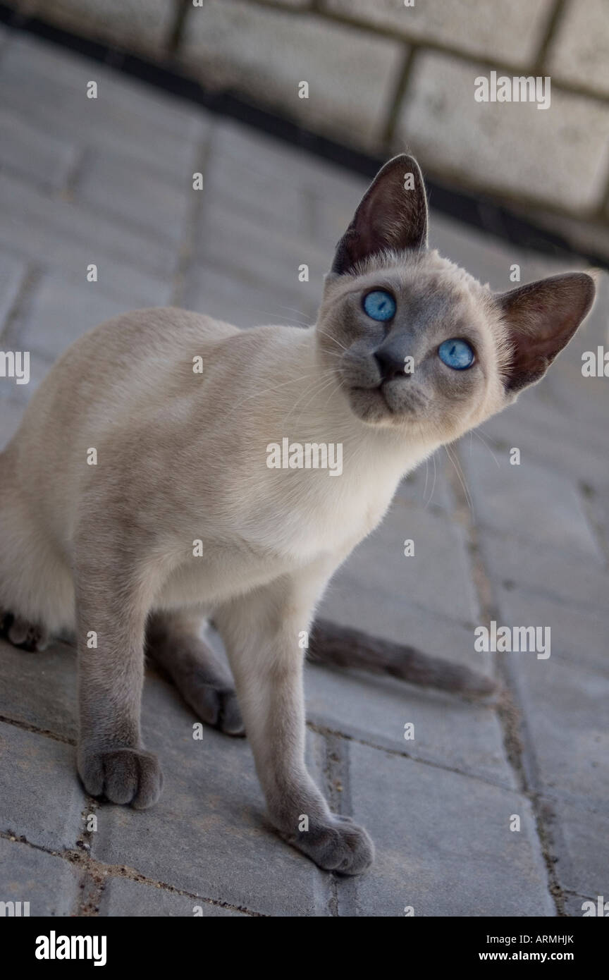 Chat Siamois Bebe Curieux Photo Stock Alamy Chat Siamois Bebe Curieux Photo Stock Alamy