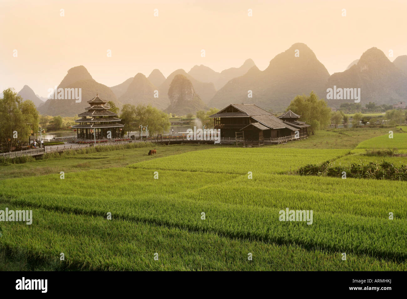 Les rizières, Guangxu Yangshuo, Province, China, Asia Banque D'Images