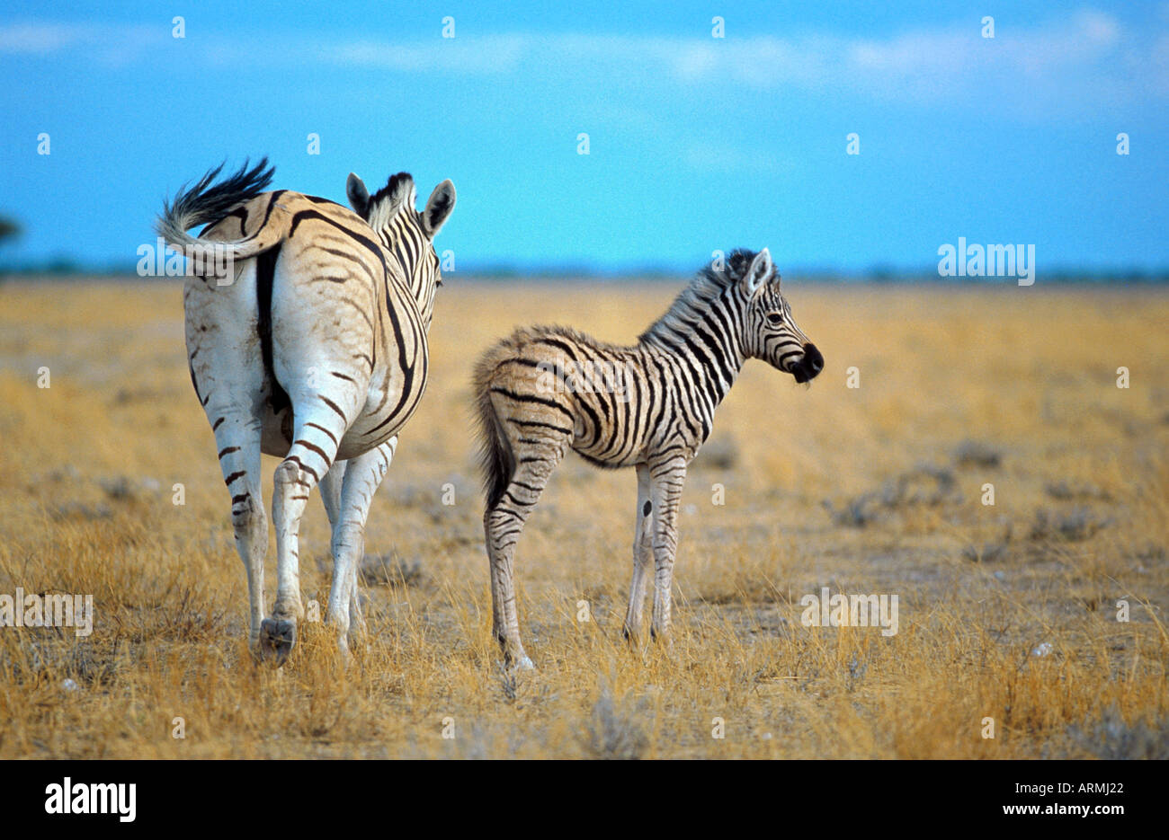 La moule commune (Equus quagga), mare avec poulain, Namibie, Etosha NP Banque D'Images