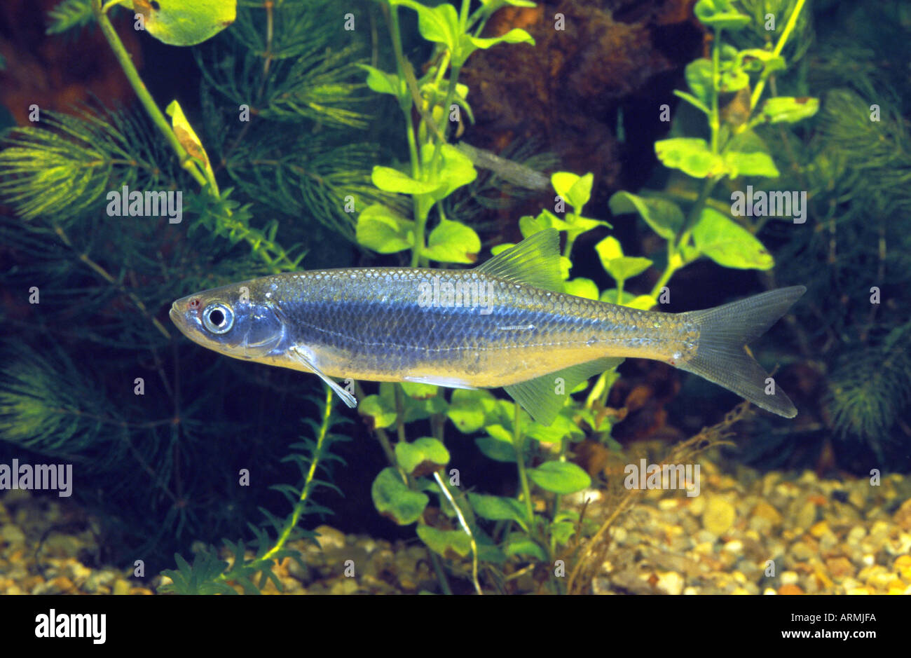 (Alburnus alburnus) sombre Banque D'Images