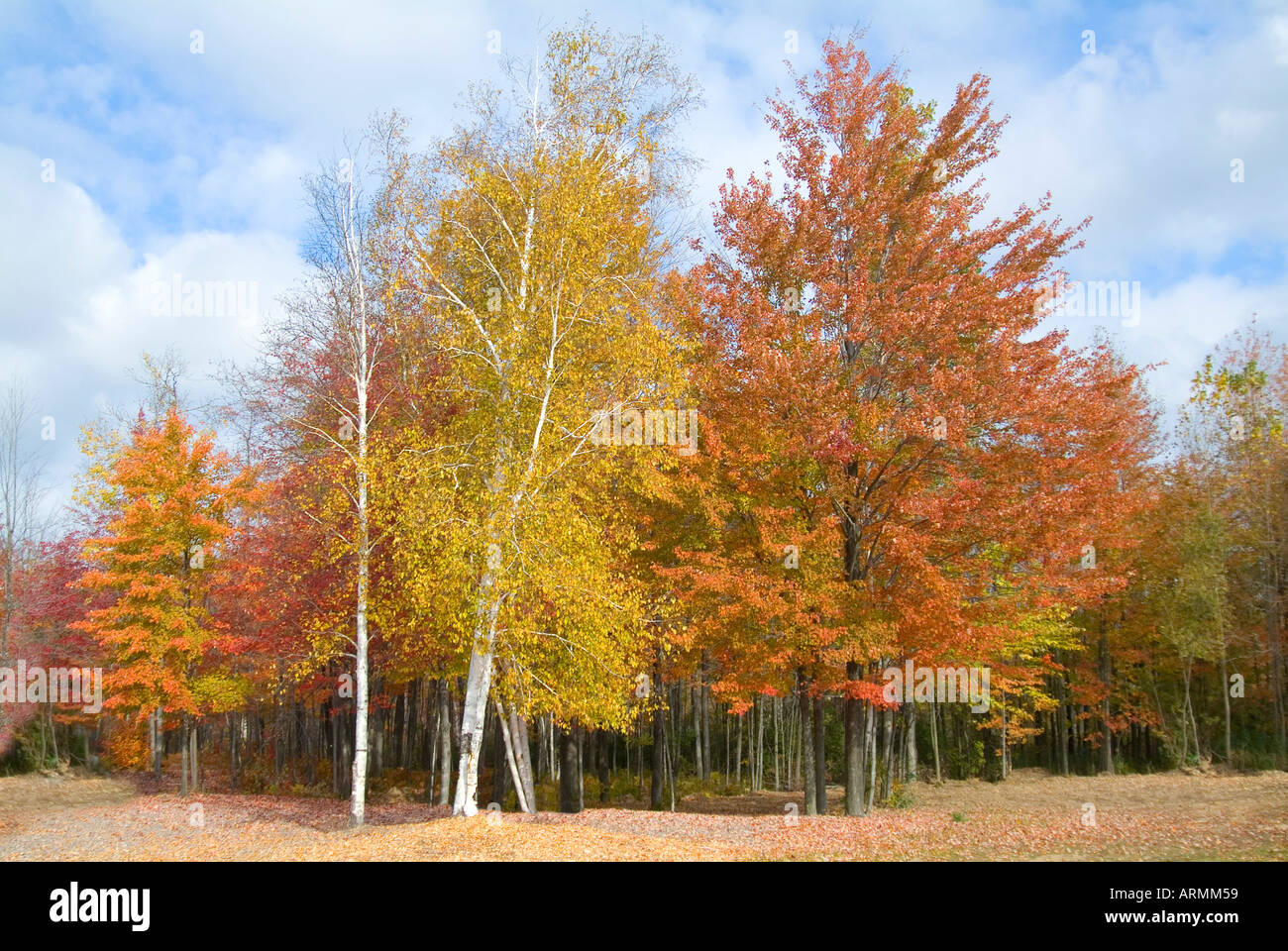 L'Automne Couleurs d'automne dans le sud-est du Michigan près de Port Huron au Michigan Banque D'Images