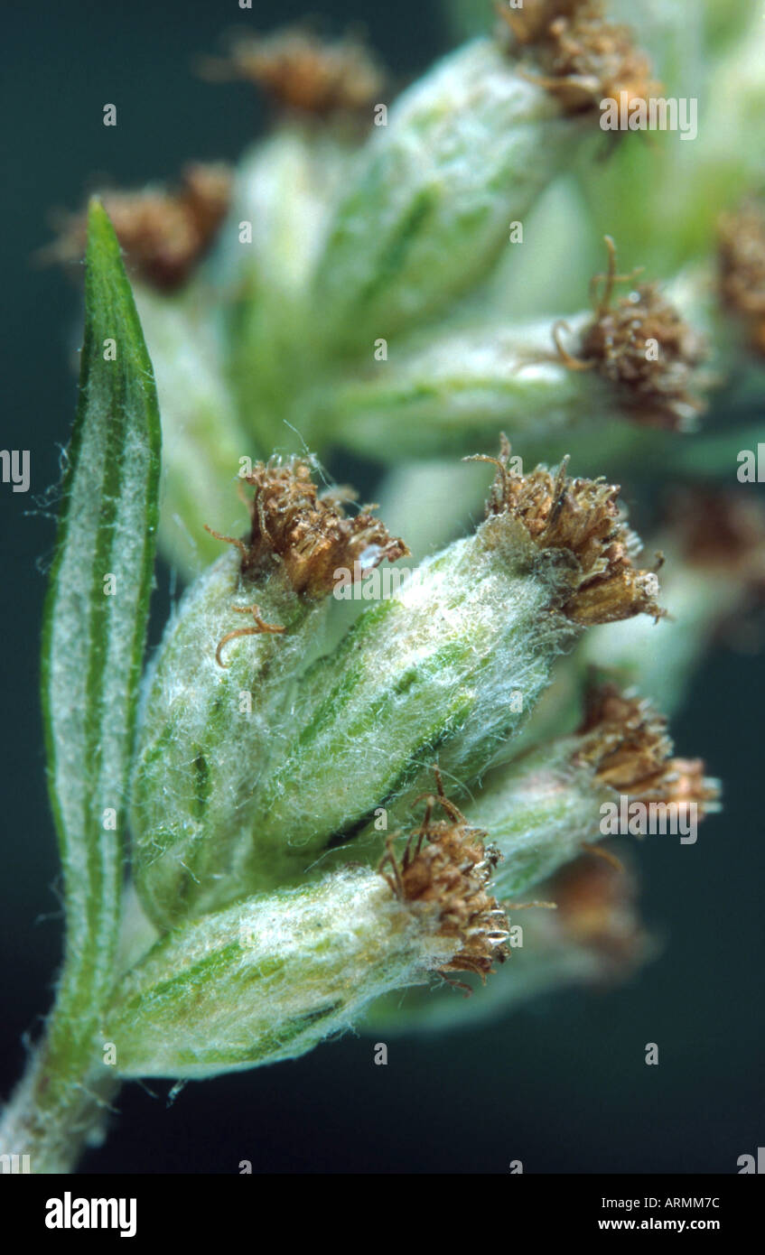 L'Armoise commune, commune de grande absinthe (Artemisia vulgaris), les inflorescences fanées, Banque D'Images