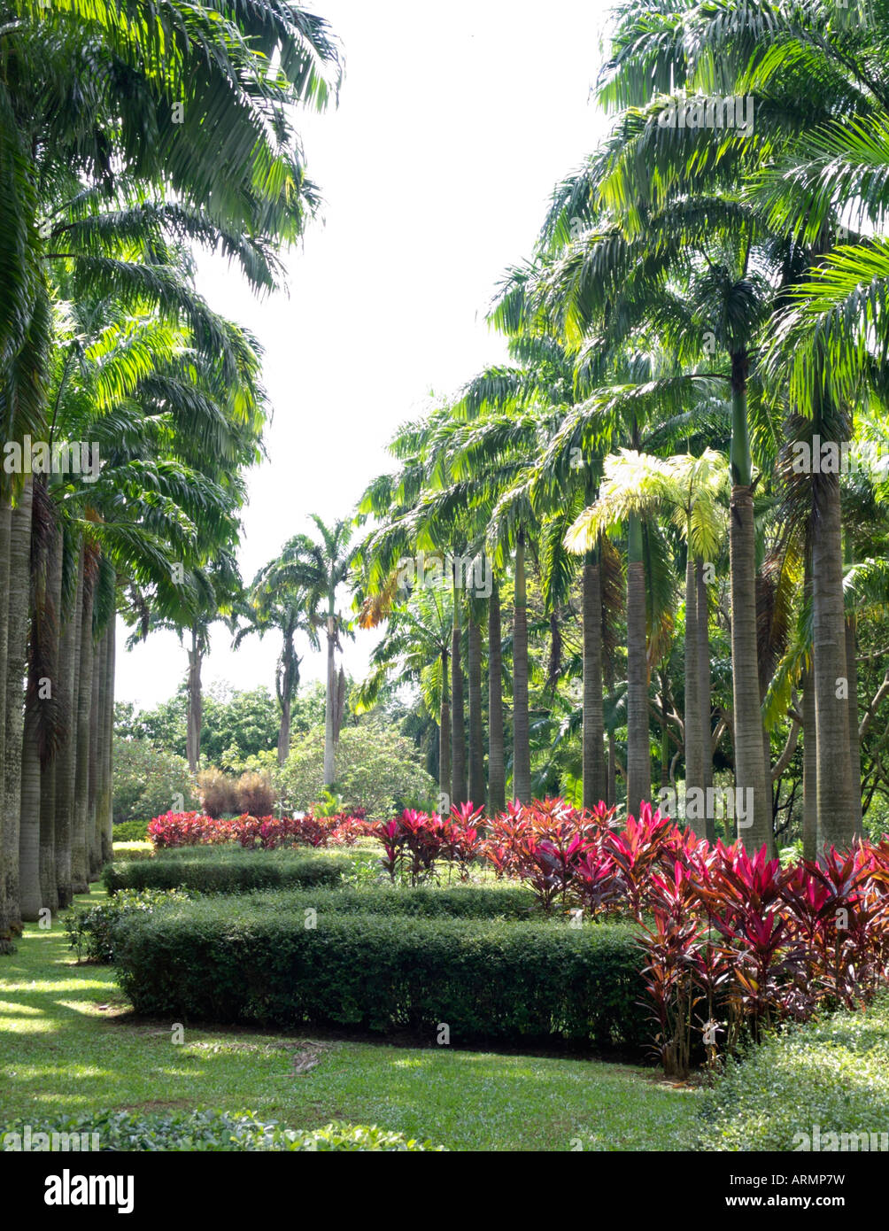 Caraïbes royal palm (roystonea oleracea), Ang Mo Kio ville jardin à l'ouest, à Singapour Banque D'Images