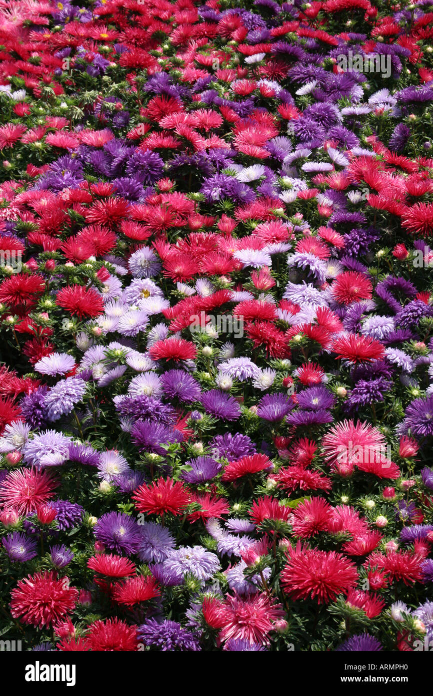 ASTER. STARLIGHT MIXTE. Banque D'Images