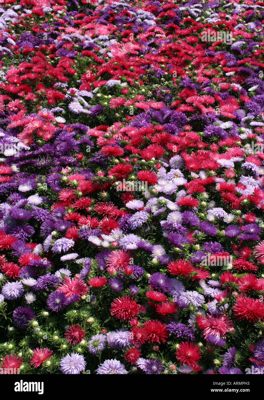 ASTER. STARLIGHT MIXTE. Banque D'Images