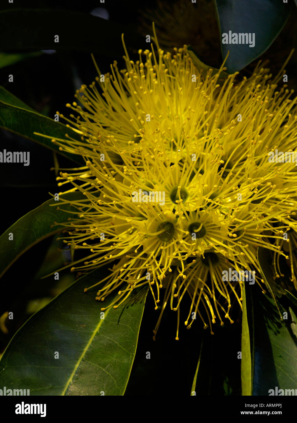 (Xanthostemon chrysanthus penda doré) Banque D'Images