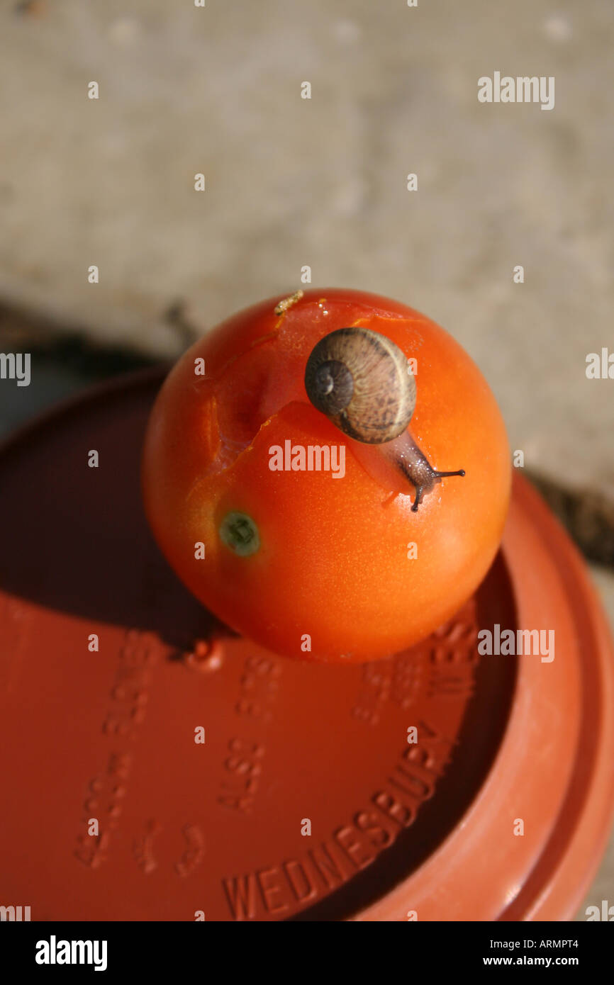 Un escargot CAUSANT DES DOMMAGES À UNE TOMATE. HELIX ASPERSA. Banque D'Images