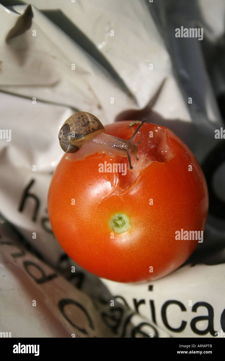 Un escargot CAUSANT DES DOMMAGES À UNE TOMATE. HELIX ASPERSA. Banque D'Images