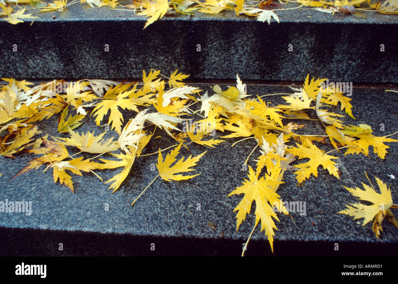 Les feuilles d'automne dans les escaliers, en Allemagne, en Bavière Banque D'Images