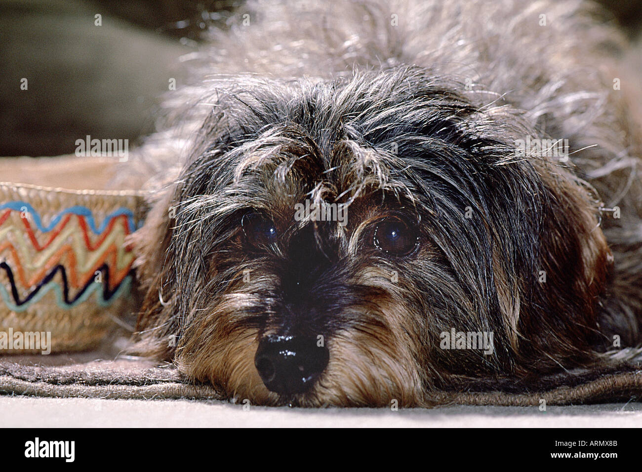 Chien domestique (Canis lupus f. familiaris). Banque D'Images