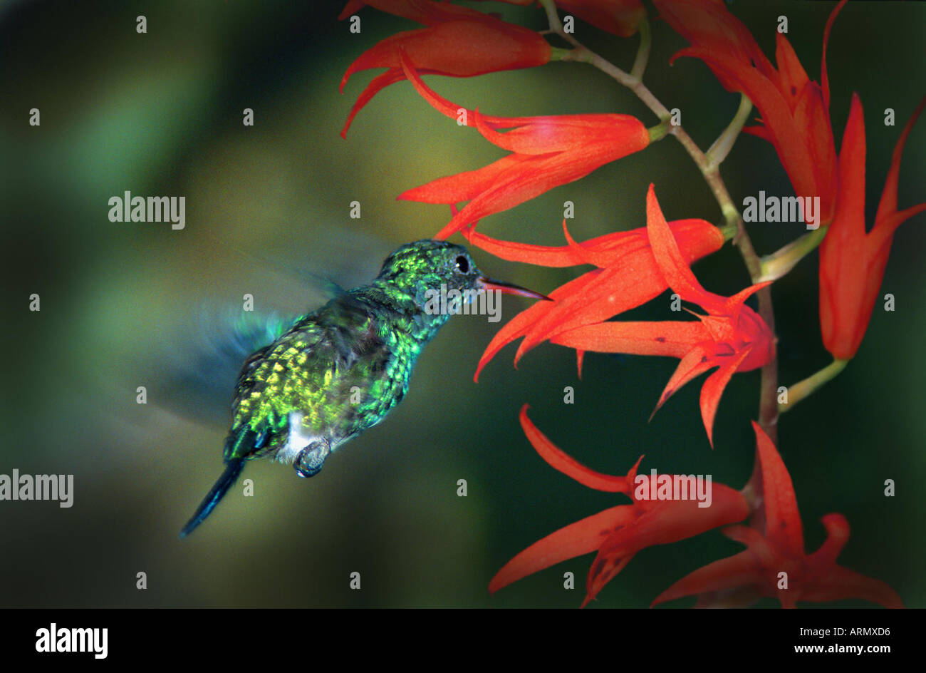 Violet-bellied hummingbird (Damophila julie), planant sur l'avant d'un oranger Banque D'Images