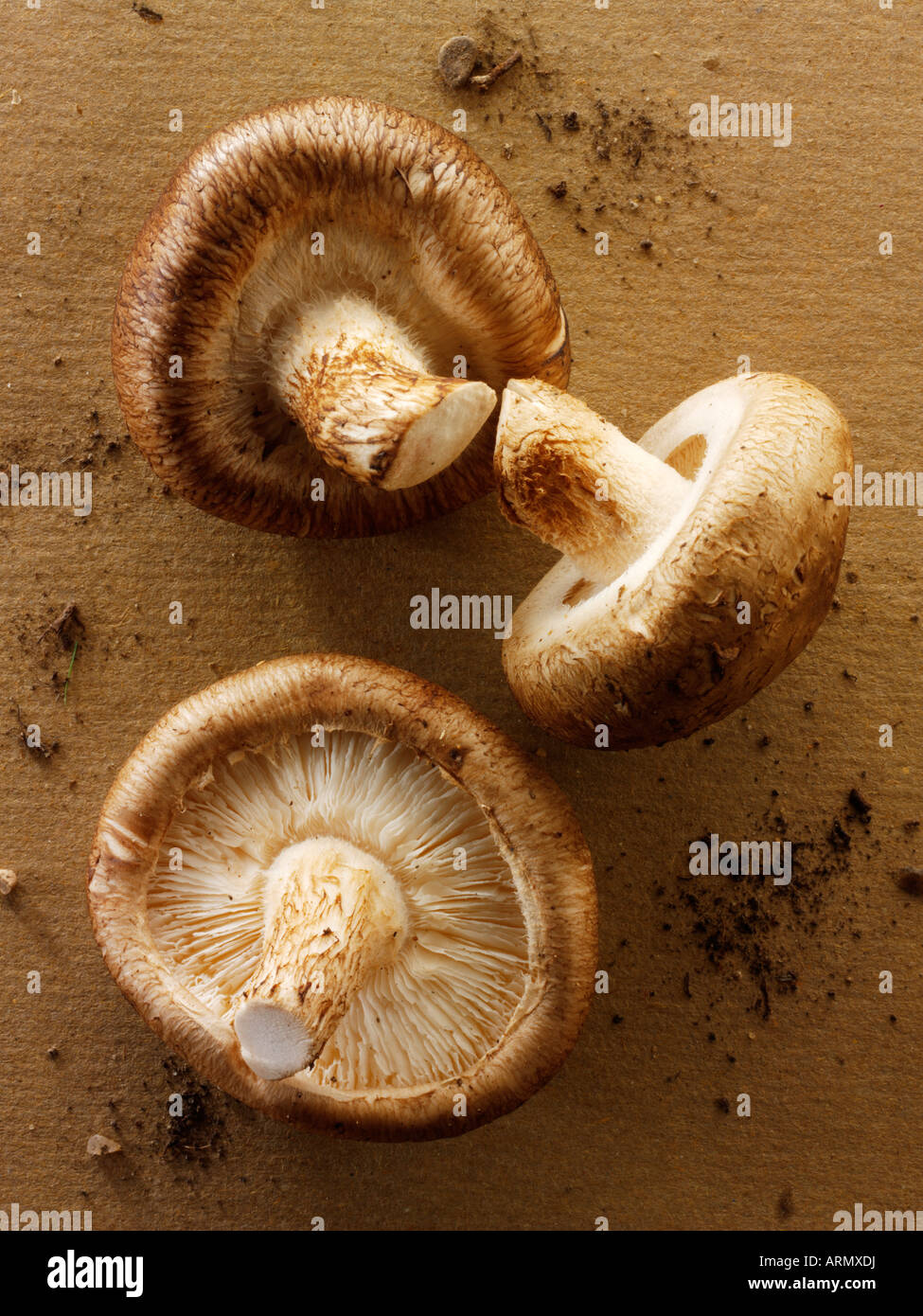 Top Shot close up de champignons shiitake frais crus brut isolé sur une table Banque D'Images