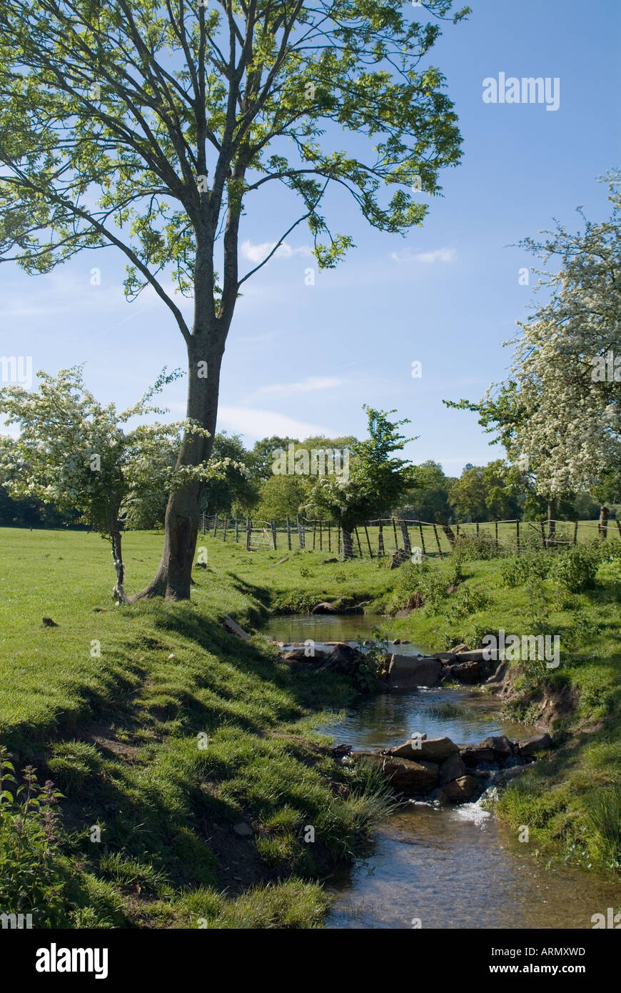 Vue d'un courant avec un grand arbre au milieu du terrain par un beau jour d'été. Banque D'Images