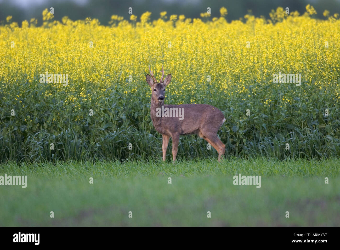 Le chevreuil (Capreolus capreolus), buck en face de champ de colza, de l'ALLEMAGNE, Basse-Saxe, Norden, Mai 05. Banque D'Images Le chevreuil (Capreolus capreolus), buck en face de champ de colza, de l'ALLEMAGNE, Basse-Saxe, Norden, Mai 05. Banque D'Images