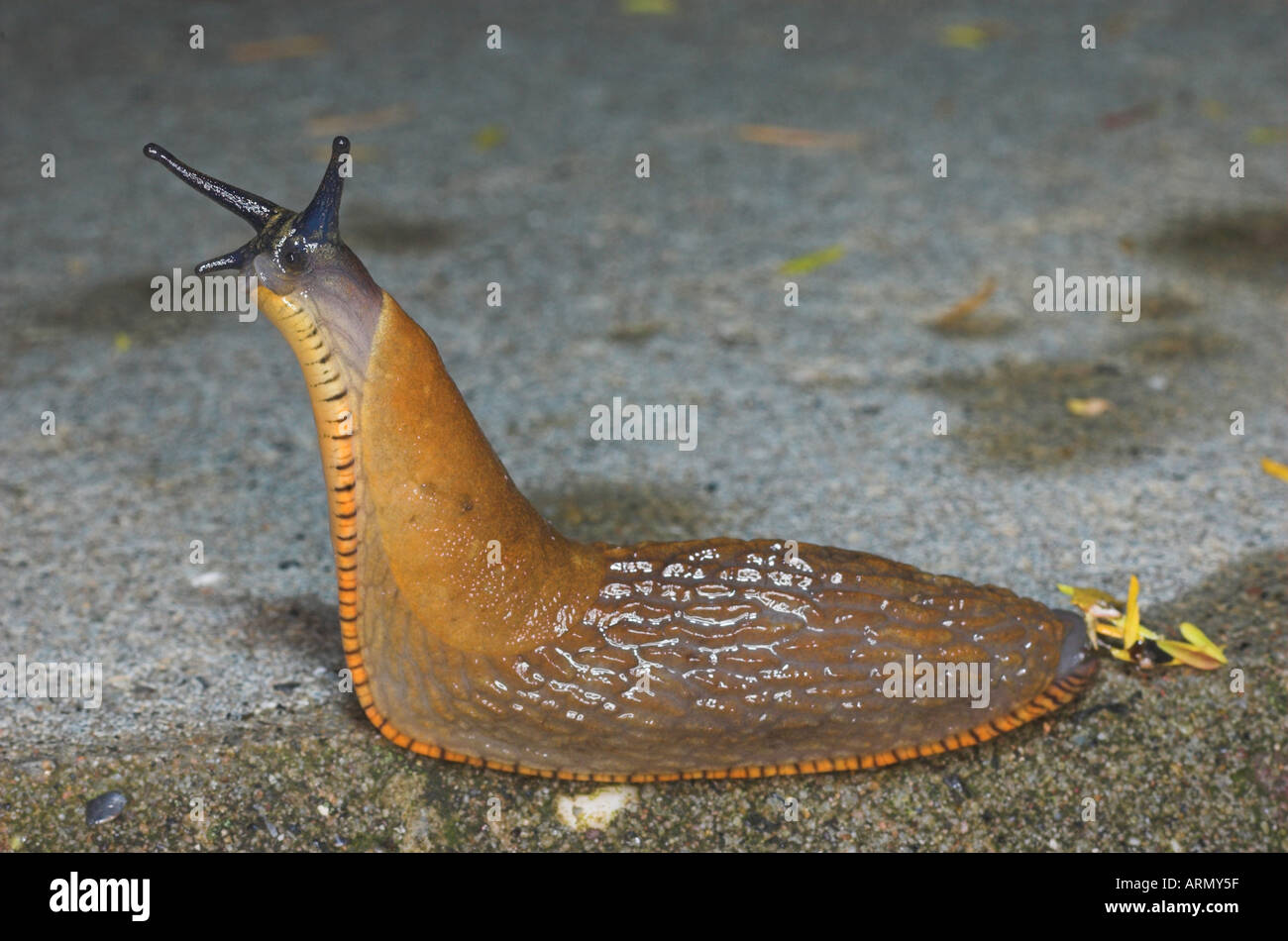 Dusky slug, Arion Arion subfuscus (sombre). Banque D'Images