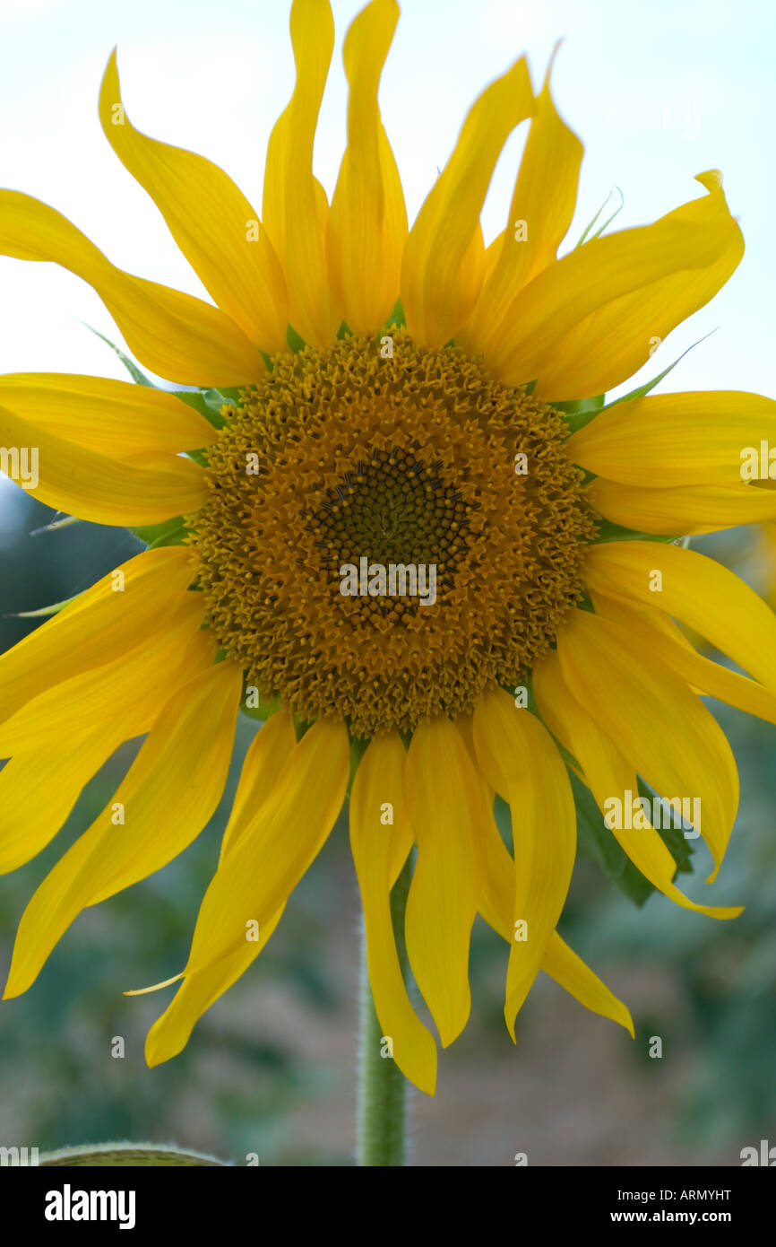 De tournesol dans l'Ombrie, Italie Banque D'Images