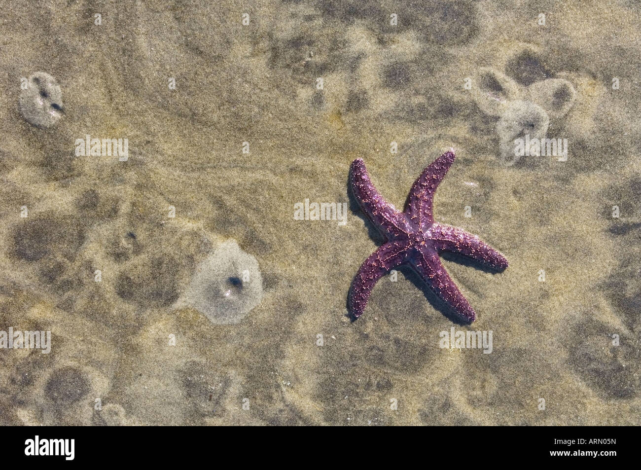 Au bord de la mauve pour l'éducation centre de retraite, avec seastar, Cortes Island, British Columbia, Canada. Banque D'Images