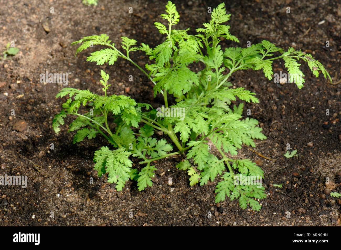 L'absinthe, l'Armoise commune, Grand grande absinthe (Artemisia absinthum), young plant Banque D'Images