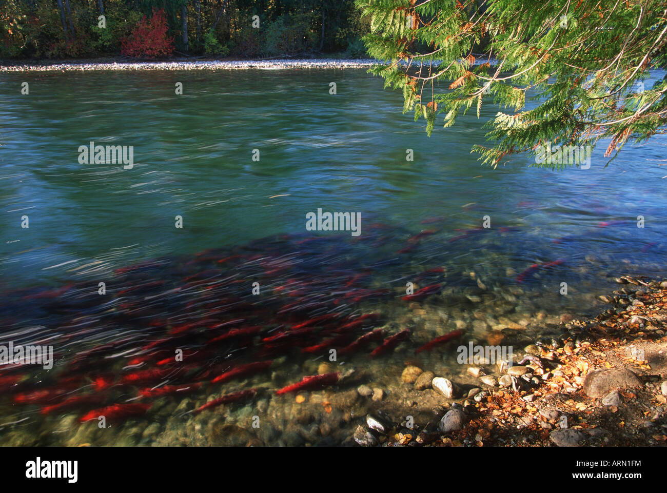 Les saumons rouges de l'automne, les poissons de retour le long du littoral, rivière Adams, British Columbia, Canada. Banque D'Images