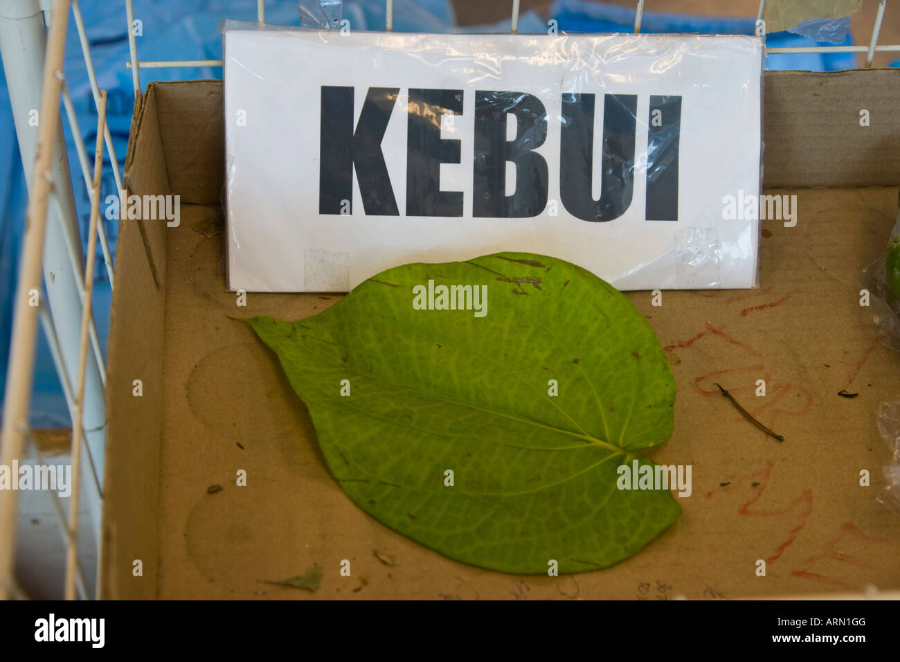 Kebui composant feuille de bétel mâchant à l'île de Palau Banque D'Images