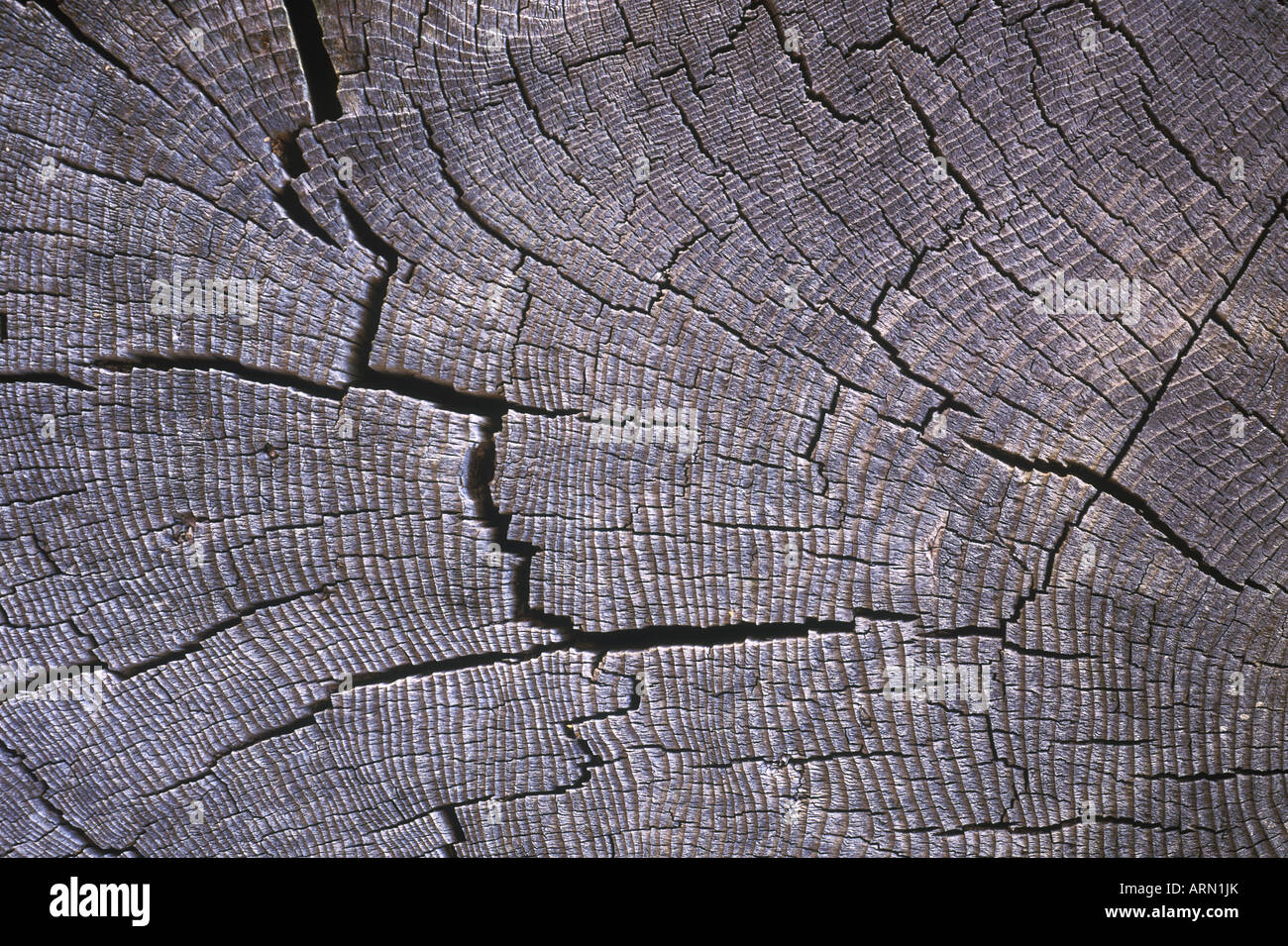 Wood grain pattern dans cross cut de log, British Columbia, Canada. Banque D'Images