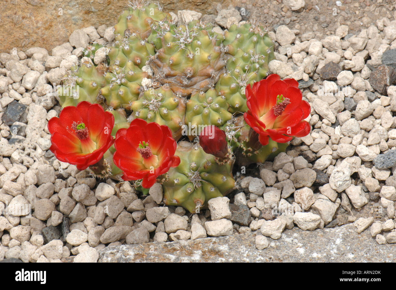 Kingcup Claretcup Cactus (Cactus Echinocereus triglochidiatus) Banque D'Images