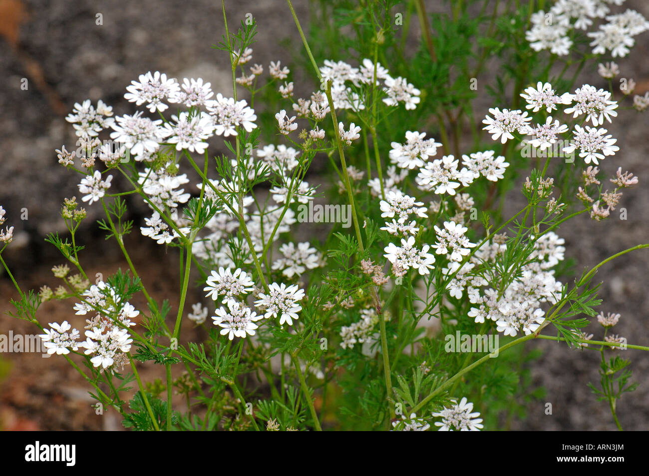 La coriandre (Coriandrum sativum), la floraison Banque D'Images
