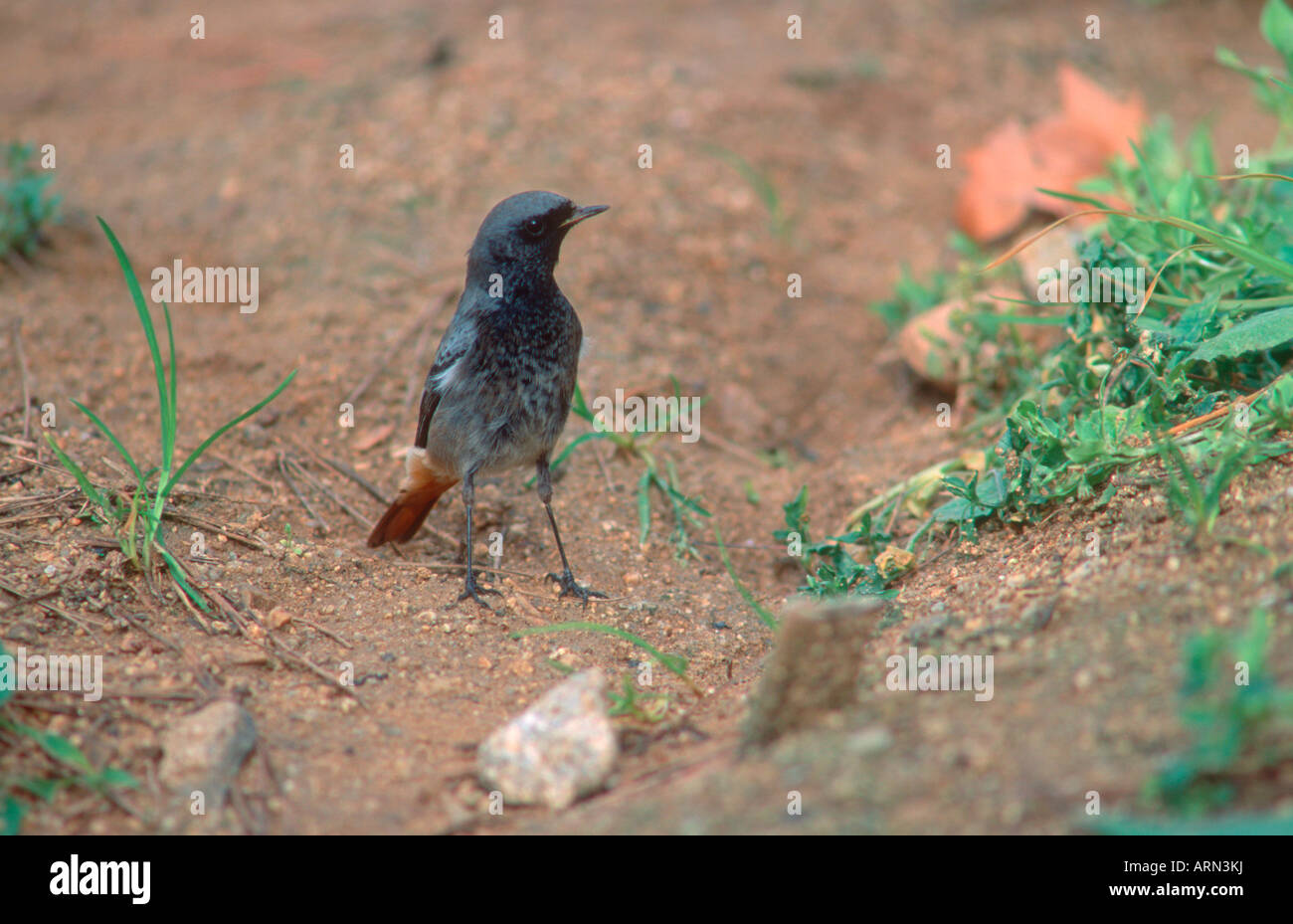 Rougequeue noir Phoenicurus ochruros,. Homme Banque D'Images