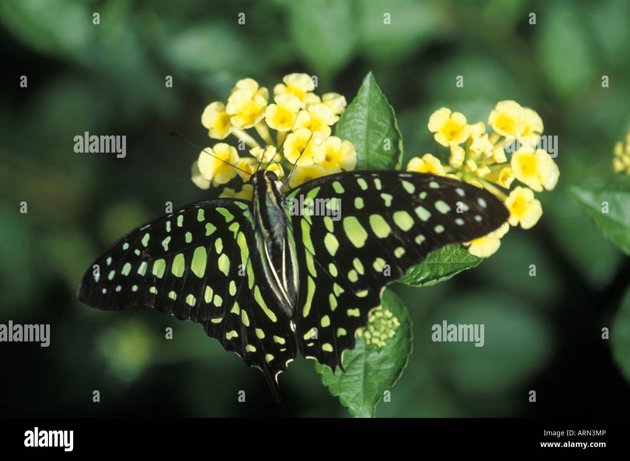 Queue Geai Graphium agamemnon (papillon) de l'Asie du Sud-Est, en Colombie-Britannique, Canada. Banque D'Images