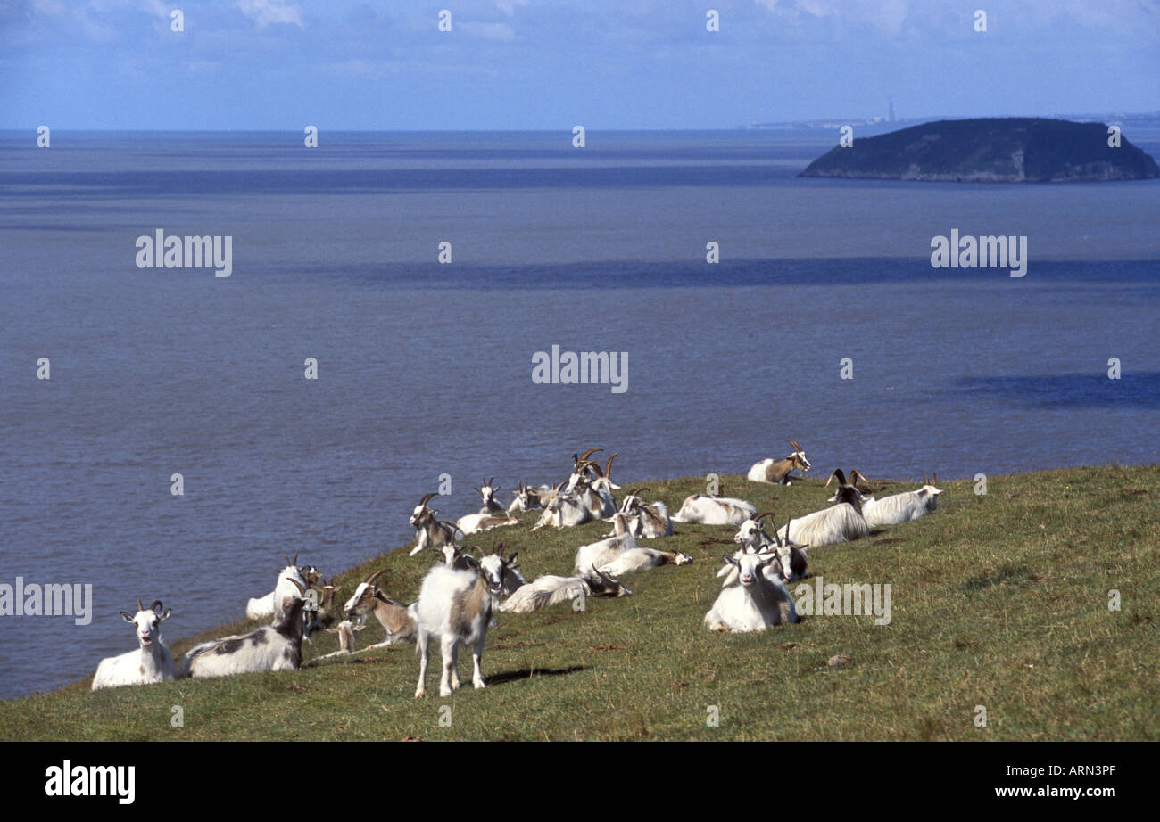 Sur le pâturage des chèvres SSSI Brean Down zone protégée avec l'île de Holm raide derrière Banque D'Images