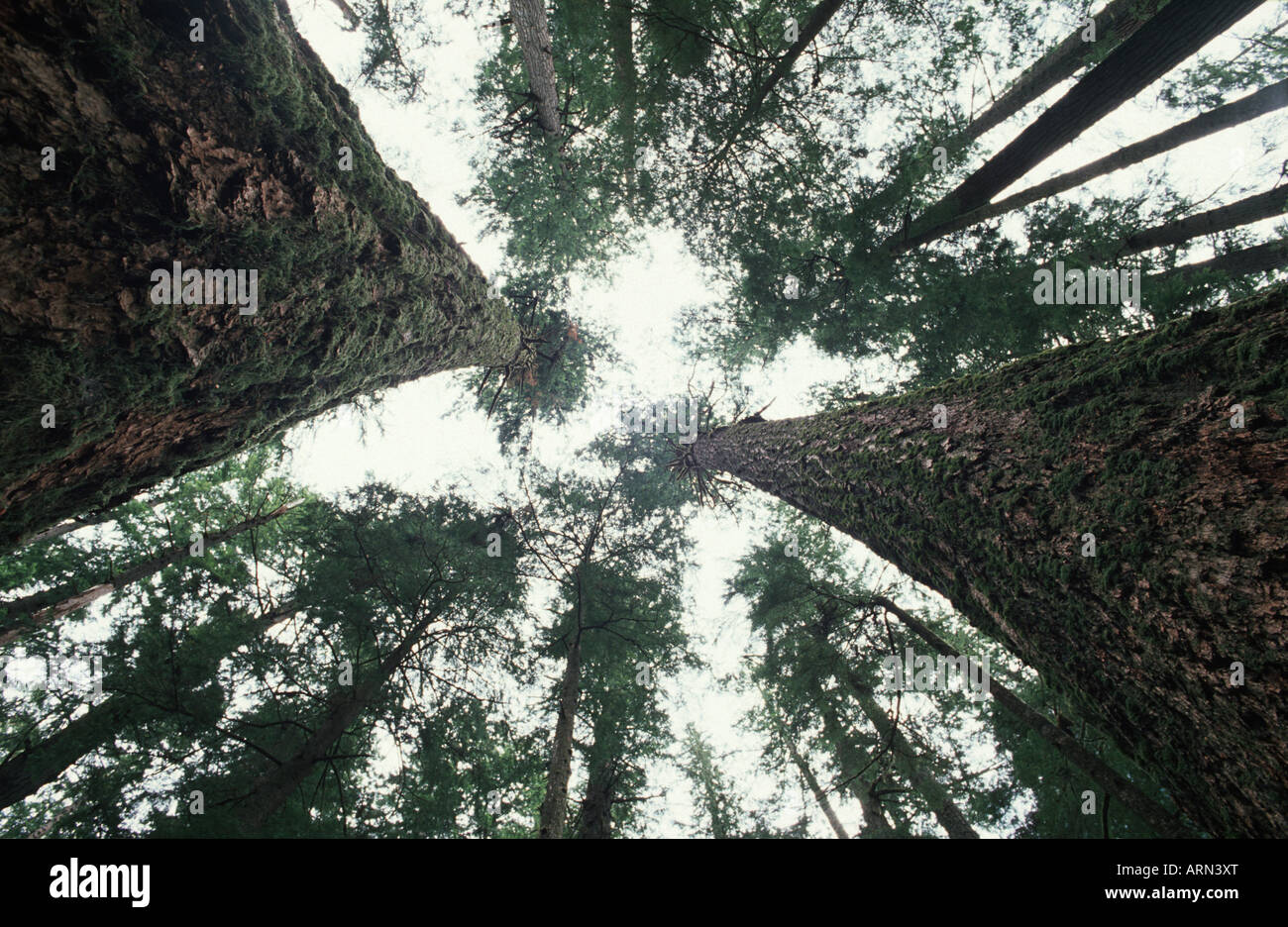 Trois Sœurs de sitka grove dans la vallée de la Carmanah, île de Vancouver, Colombie-Britannique, Canada. Banque D'Images