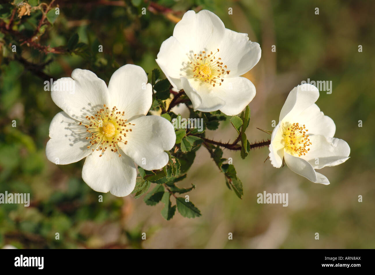 Burnett Rose Scotch Scotch Briar Rose (Rosa pimpinellifolia Rosa spinosissima) fleurs Banque D'Images