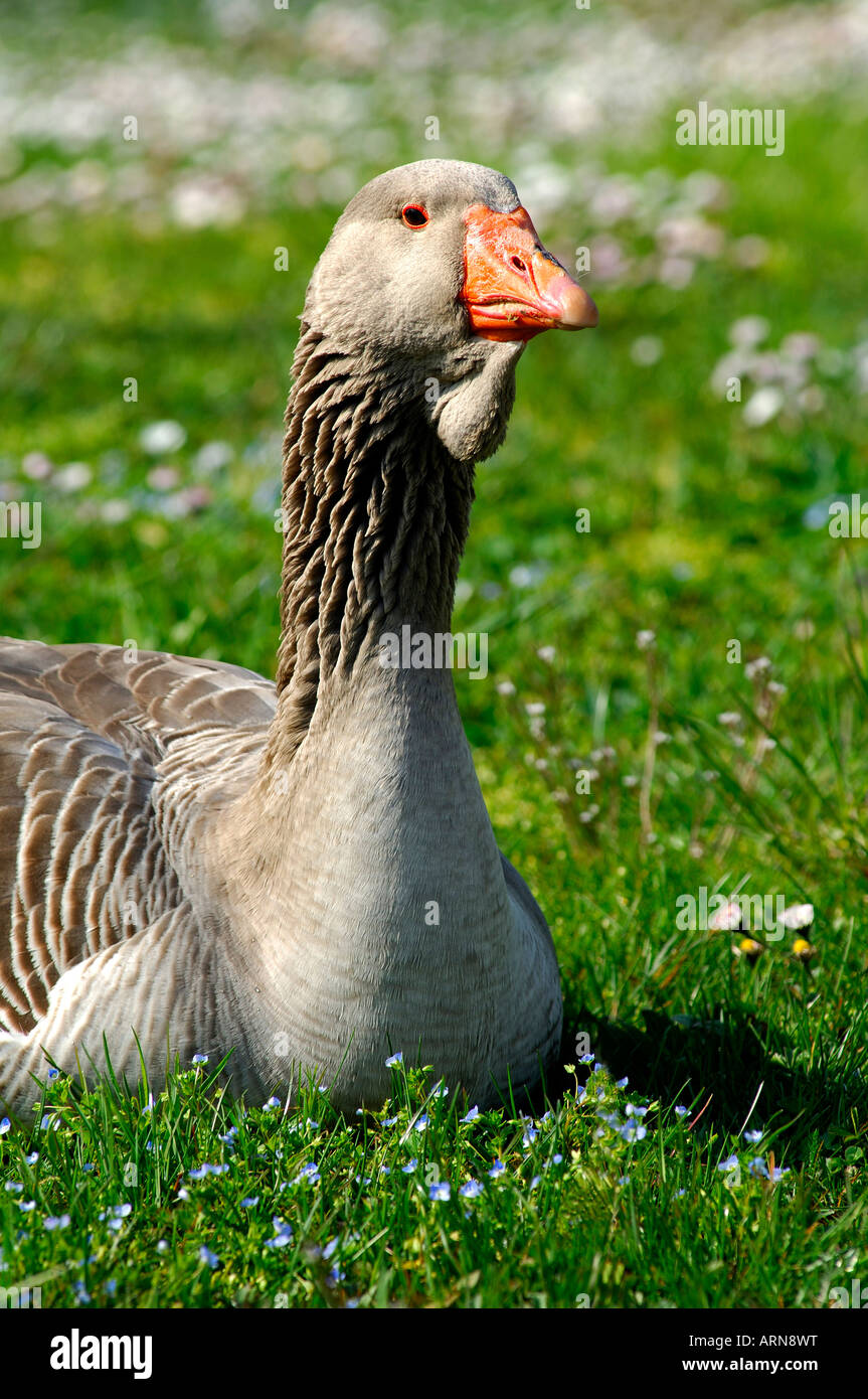 Oie de Toulouse avec fanon assis sur la pelouse Banque D'Images