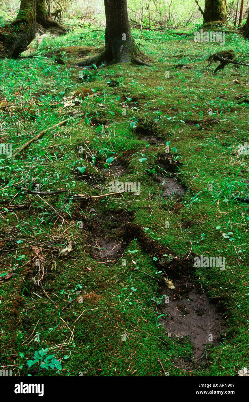 L'estuaire, Khutzeymateen grizzly trail avec empreintes, British Columbia, Canada. Banque D'Images