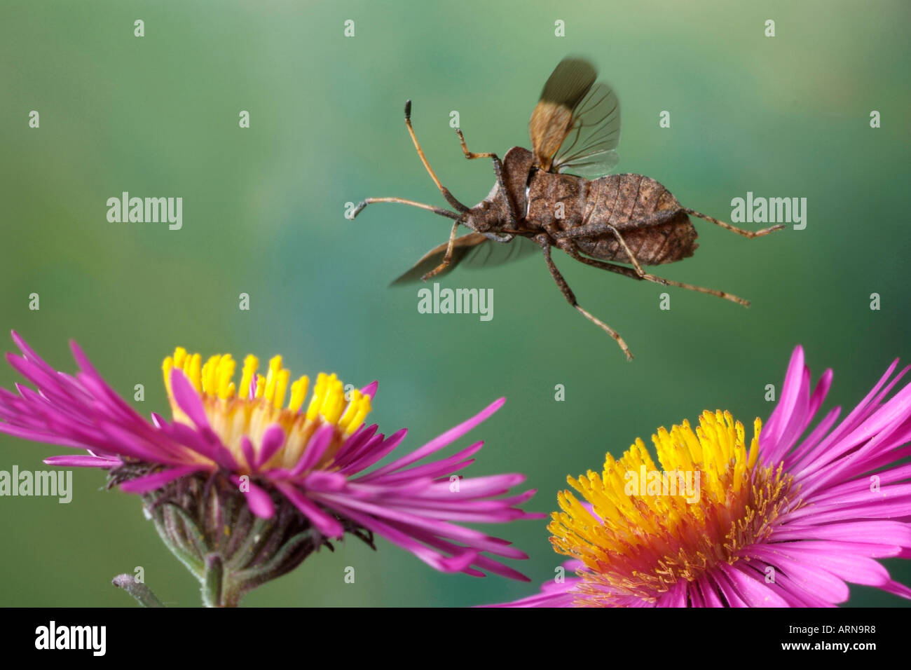 Bug Dock (Coreus marginatus) Banque D'Images